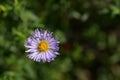 Alpine aster Dunkle Schoene