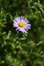 Alpine aster Dunkle Schoene