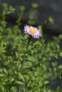 Alpine aster Dunkle Schoene