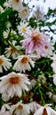 Alpine aster flowers with drops after rain Royalty Free Stock Photo