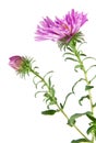 Alpine aster isolated on white background