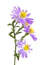 Alpine aster isolated on white background Royalty Free Stock Photo