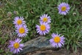 Alpine Aster plant, Aster alpinus