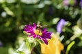 Alpine aster purple or lilac flower with a bee collecting pollen or nectar. Royalty Free Stock Photo