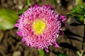 Alpine aster.