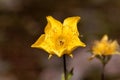 Alpine avens Geum montanum Royalty Free Stock Photo