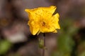 Alpine avens Geum montanum Royalty Free Stock Photo