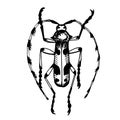 Alpine barbel or alpine lumberjack beetle, line vector drawingvector drawing, line vector drawing. Naturalness of nature