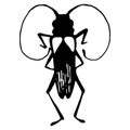 Alpine barbel beetle. Black and white color. Linear style. Mustachioed beetle. Biology. Nature