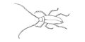 Alpine barbel or lumberjack beetle, line vector drawing. Contour clip art of theme of insects, ecology, nature