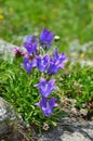 Alpine bellflower in the mountains