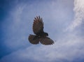 Alpine blackbird flying in blue sky