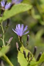 Alpine blue slow-thistle