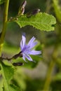 Alpine blue slow-thistle