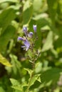 Alpine blue slow-thistle