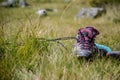 Alpine boots are lying in the grass, hiking trip