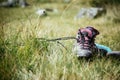 Alpine boots are lying in the grass, hiking trip