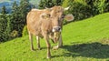Alpine brown cow looking at you Royalty Free Stock Photo