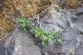 Alpine Buckthorn Rhamnus alpina