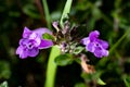 Purple alpine calamint flower
