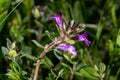 Alpine calamint