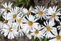 Alpine Camomile flowers, NZ Royalty Free Stock Photo