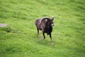 Alpine Capricorn Antler Aries Running