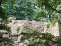 Alpine ibex -steinbock Royalty Free Stock Photo