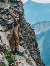 Alpine capricorn Steinbock Capra ibex looking at the mountain scenery, brienzer rothorn switzerland alps Royalty Free Stock Photo