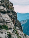 Alpine capricorn Steinbock Capra ibex looking the mountain scenery on a steep rock, brienzer rothorn switzerland alps Royalty Free Stock Photo