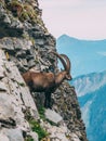 Alpine capricorn Steinbock Capra ibex in the mountain scenery on a steep rock, brienzer rothorn switzerland alps