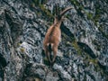 Alpine capricorn Steinbock Capra ibex standing on a rock looking away, brienzer rothorn switzerland alps Royalty Free Stock Photo