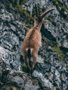 Alpine capricorn Steinbock Capra ibex standing on a rock looking away, brienzer rothorn switzerland alps Royalty Free Stock Photo