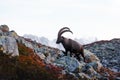 Alpine Carpa Ibex in the France Alps