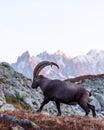 Alpine Carpa Ibex in the France Alps