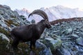 Alpine Carpa Ibex in the France Alps