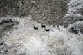 Alpine chamois and frost-covered pastures