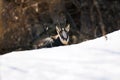 Alpine chamois. Gran Paradiso National Park, Italy Royalty Free Stock Photo