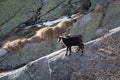 Alpine chamois mother and puppy. Gran Paradiso National Park, Italy Royalty Free Stock Photo