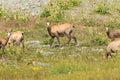 Alpine chamois mothers and puppies. Gran Paradiso National Park, Italy Royalty Free Stock Photo
