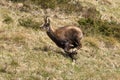 Alpine chamois running. Gran Paradiso National Park, Italy Royalty Free Stock Photo