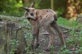 Alpine chamois Rupicapra rupicapra rupicapra.