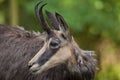 Alpine chamois Rupicapra rupicapra rupicapra.