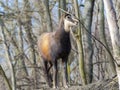 Alpine chamois in the winter forest in Hungary Royalty Free Stock Photo