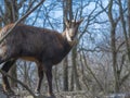 Alpine chamois in the winter forest in Hungary Royalty Free Stock Photo