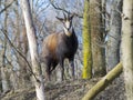 Alpine chamois in the winter forest in Hungary Royalty Free Stock Photo