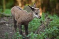 Alpine chamois (Rupicapra rupicapra rupicapra).