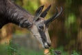 Alpine chamois