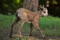 Alpine chamois