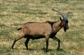 Alpine Chamoisee Goat, a French Breed, Billy Goat